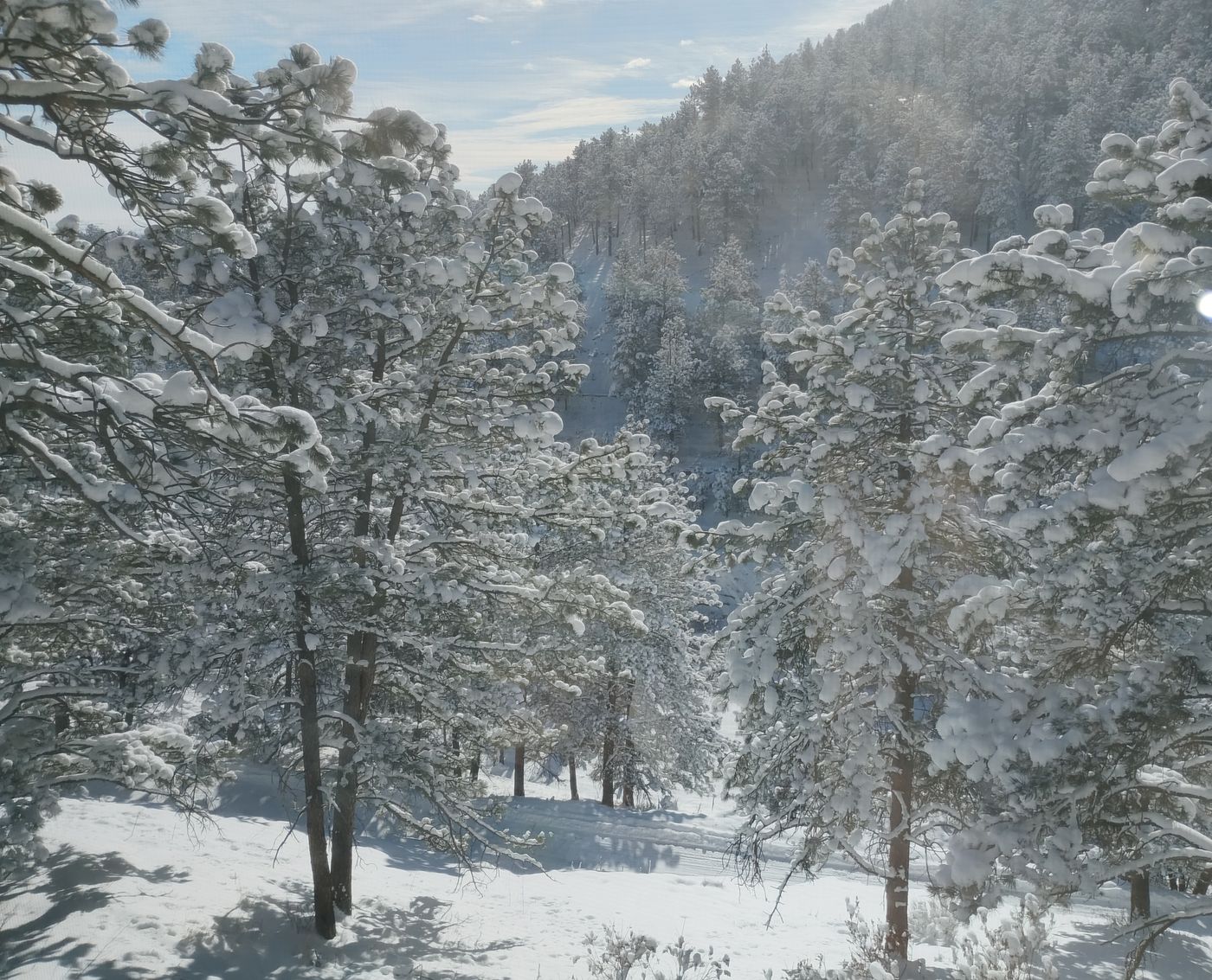 Snow-laden ponderosa pines in soft winter light on a foothills slope